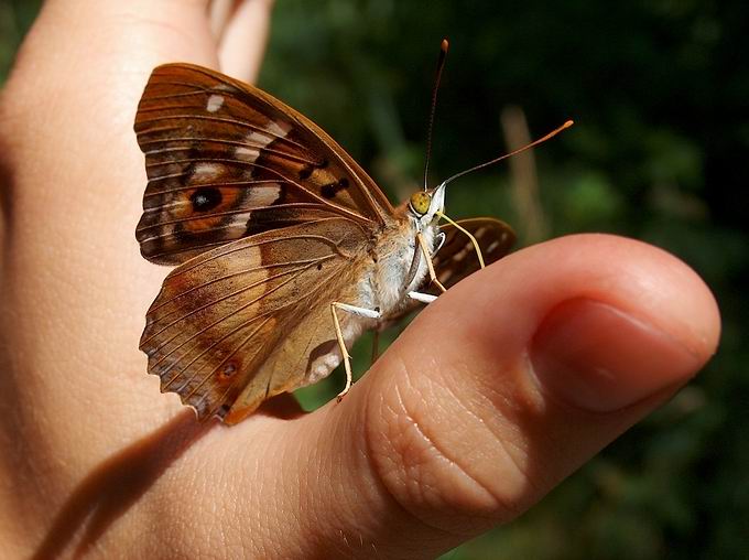 "mój motyl"