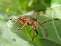 Wtyk straszyk (Coreus marginatus)