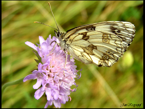 motyl