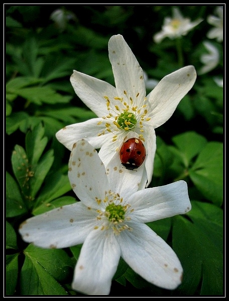 Coccinella septempunctata