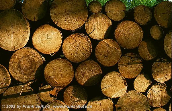 Puszcza Bialowieska IV - pile of spruces