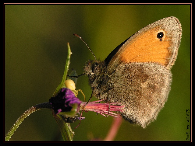 motyl