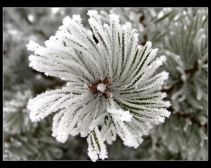 Winter Flower