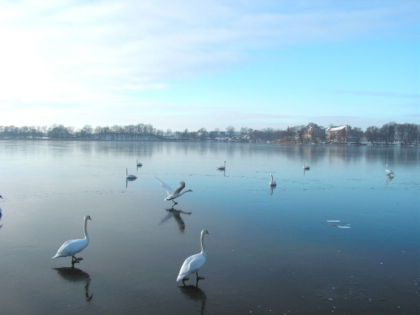 Jezioro łabędzie