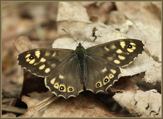 Osadnik egeria (Pararge aegeria)