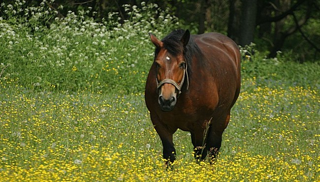 Klaczka spod Koźlik w Podlaskiem