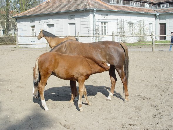 Macierzyństwo