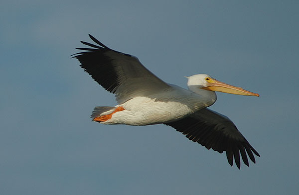 White Pelican