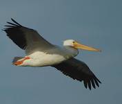 White Pelican