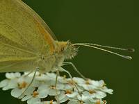 )i( Bielinek rzepnik (Pieris rapae L.)