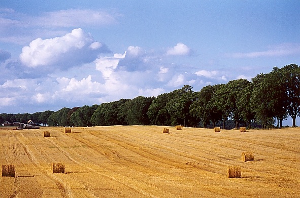 krajobraz na rolkach (1)