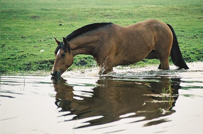 Hip(p)opotamka Trojka