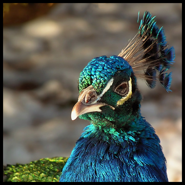 Pavo cristatus #2