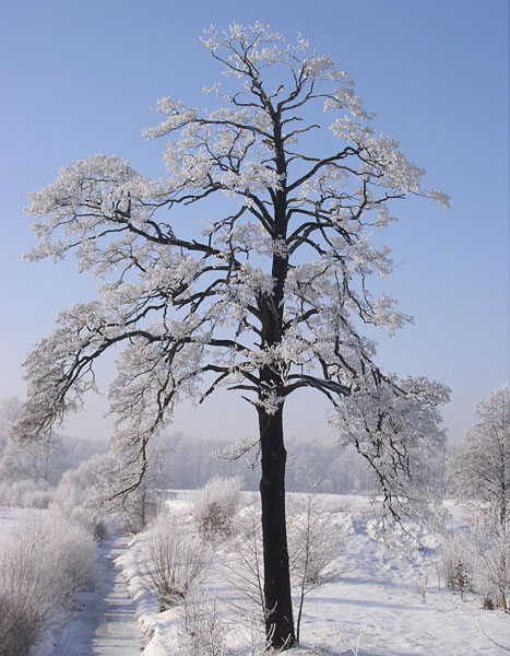 Zimowa samotność