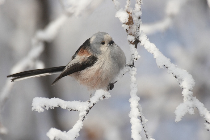 Zimowy Raniuszek (Aegithalos caudatus)