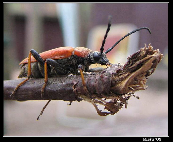 Zmorsznik Czerwony - Leptura rubra