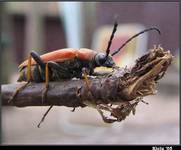 Zmorsznik Czerwony - Leptura rubra