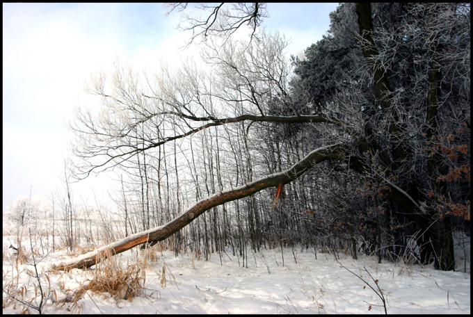 bez tytułu