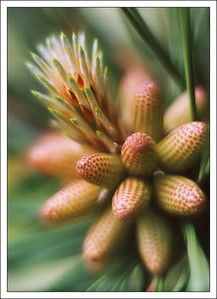 Sosna czarna (Pinus nigra)