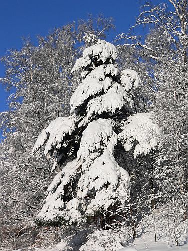 Śnieżny Stwór