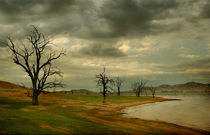 dead tree dreaming