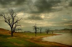 dead tree dreaming