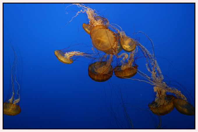 jellyfish