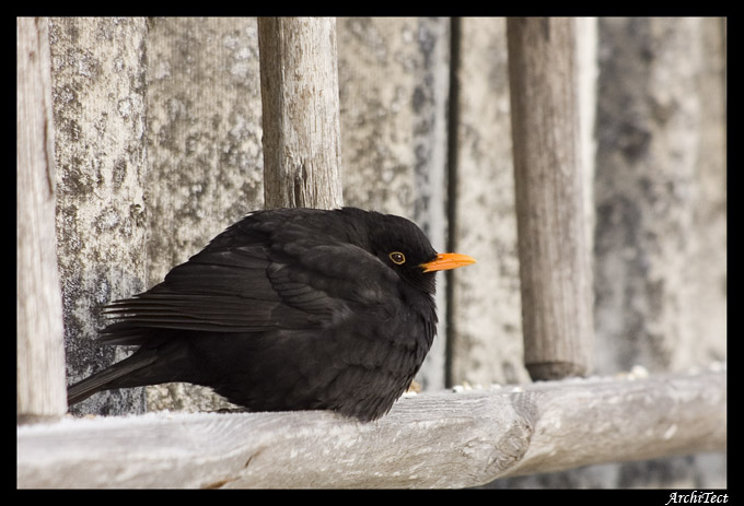 Turdus merula