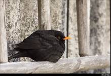 Turdus merula