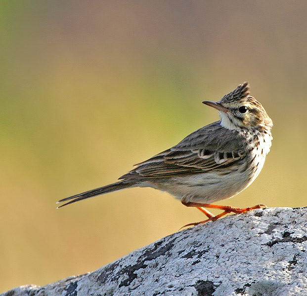 zagadka - kto zgadnie co to za ptak? i zagadka rozwiazana: swiergotek kanaryjski (albo raczej maderski) - lac: Anthus berthelotii madeirensis; ang: Berthelot&#039s Pipit