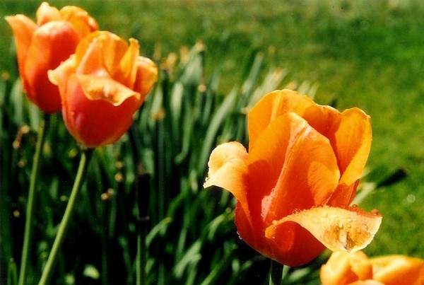 tulipany