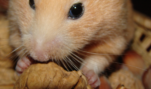 Chomik.