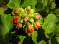 Pelargonia