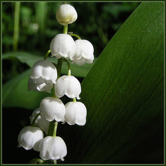 Konwalia majowa (Convallaria majalis)