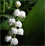 Konwalia majowa (Convallaria majalis)