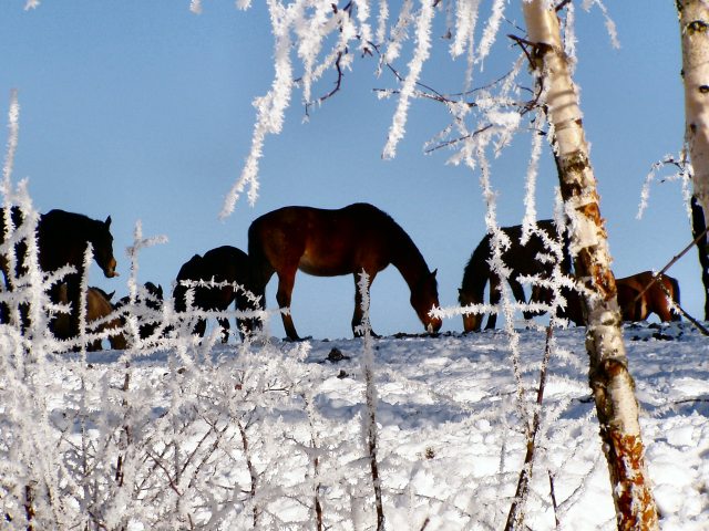 zima