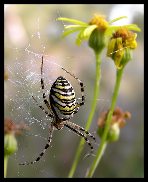 Spider