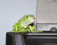 Zielone zwierzątko...