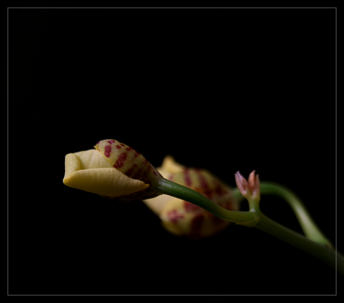 Oncidium 1