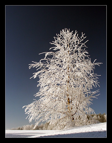 Polarkowa zima