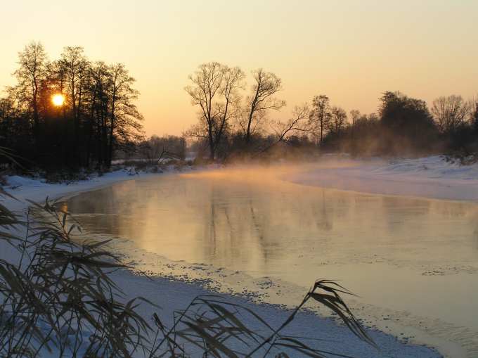 Narew