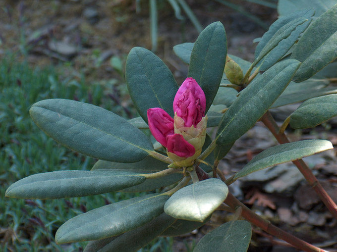 Rododendron