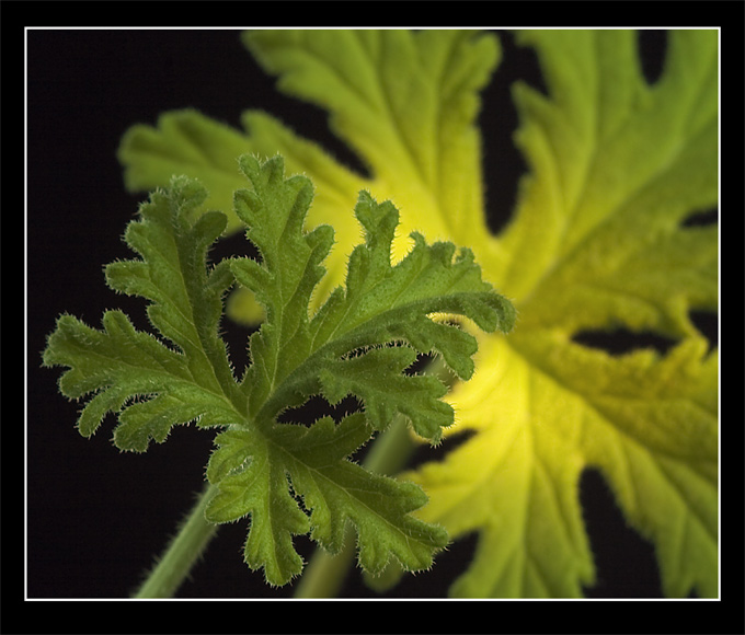 Geranium