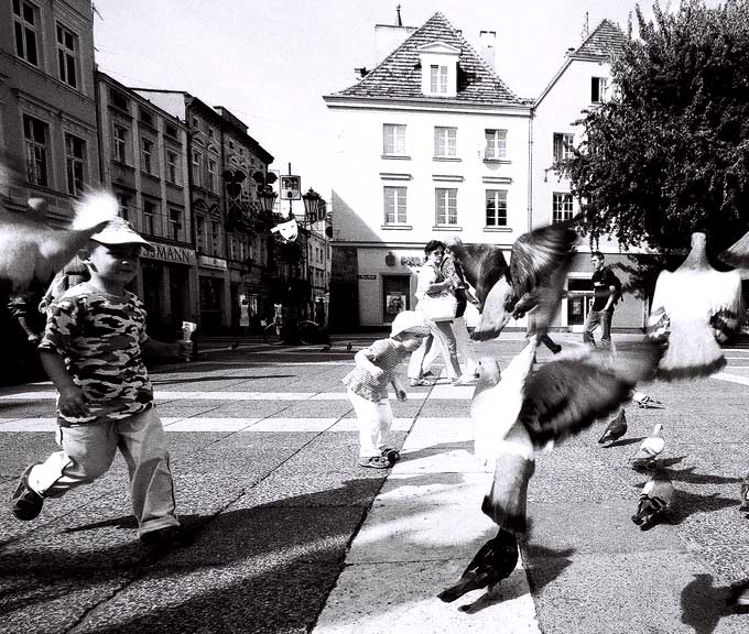 lody gołeębie i fotografia