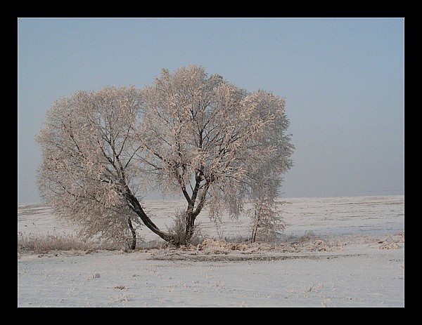 Samotnik