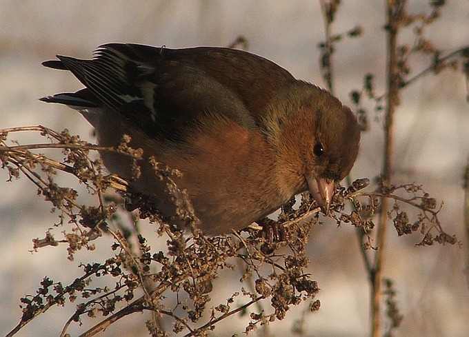 Zięba