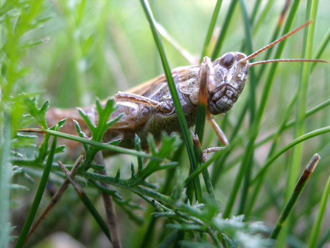 Tettigonia