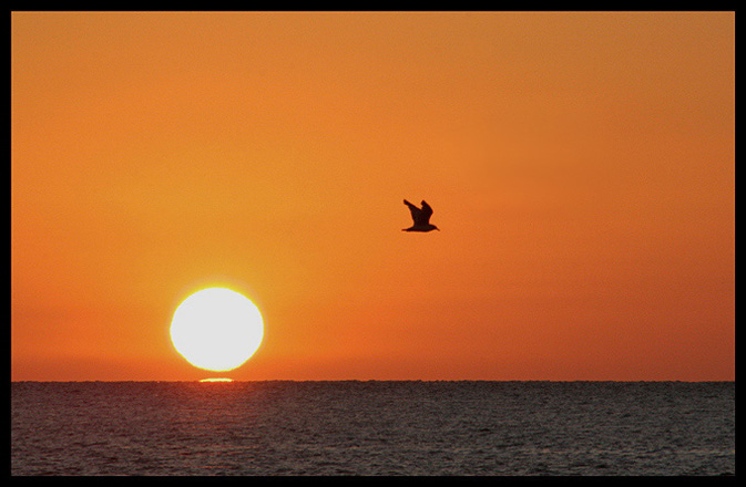 the bird in sunny orange