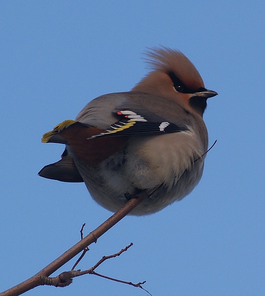 jemiołuszka (Bombycilla garrulus)