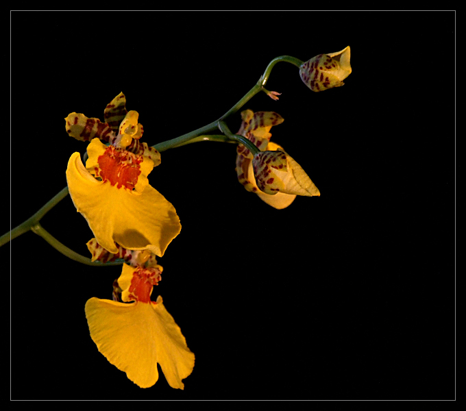 Oncidium 2